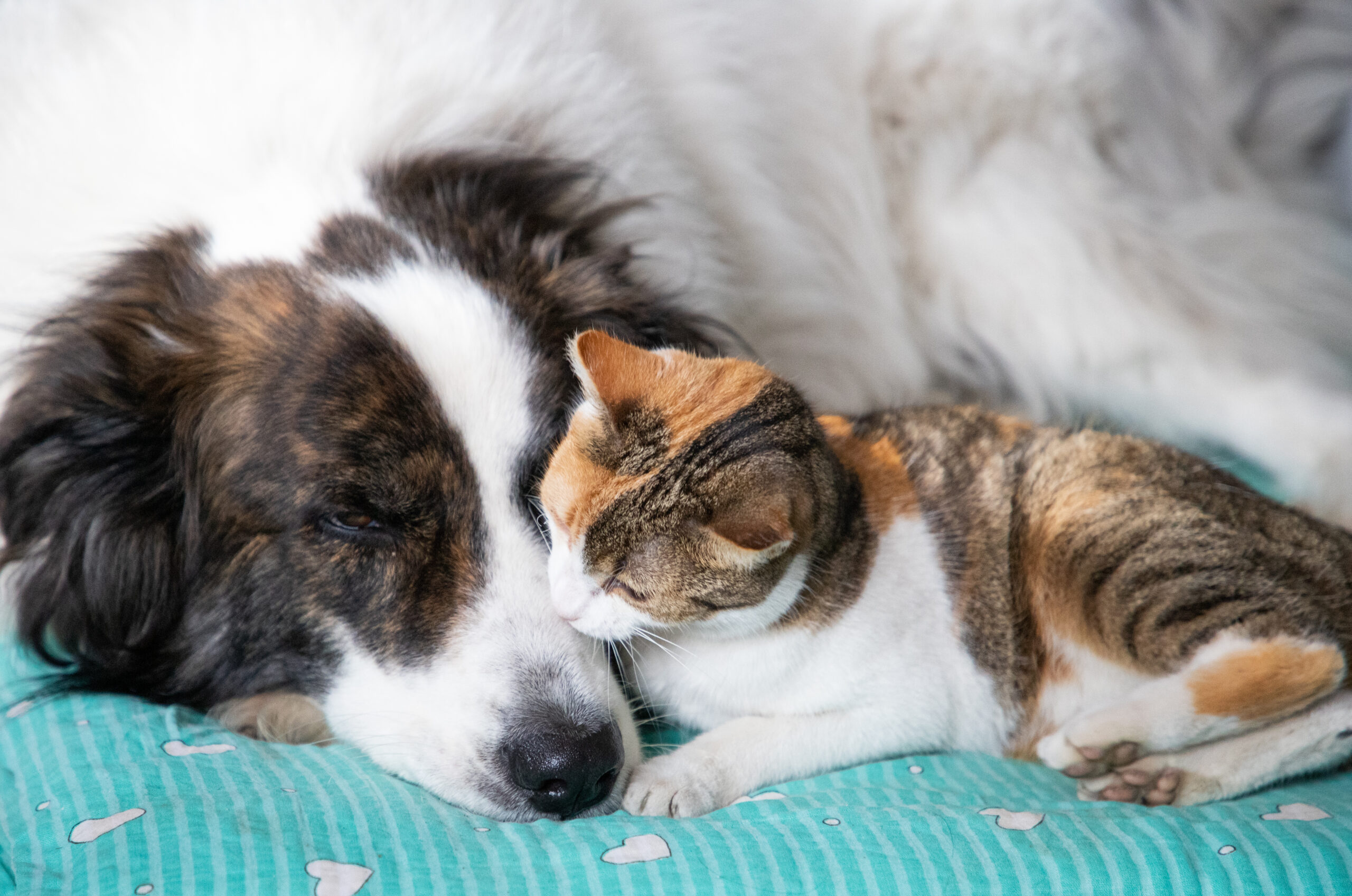Clinica Veterinaria en Oviedo