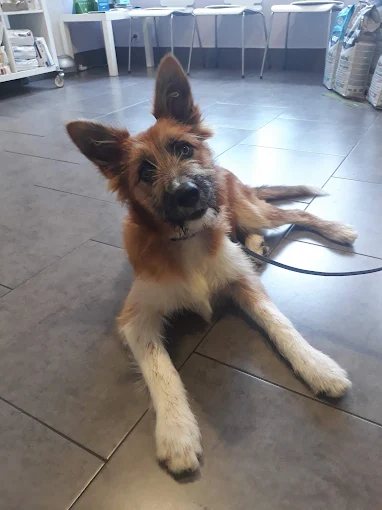 Vacuna rabio perros en Oviedo