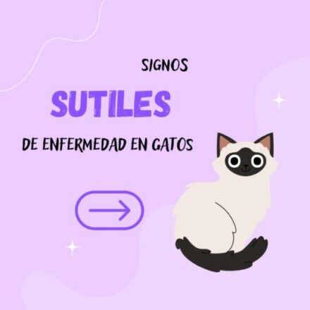 Signos sutiles de enfermedad en gatos