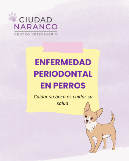 A veterinary clinic poster with the title Enfermedad periodontal en perros, a small dog illustration, and the slogan Cuidar su boca es cuidar su salud. The Ciudad Naranco clinic logo and Blog Veterinaria Oviedo are featured at the top.