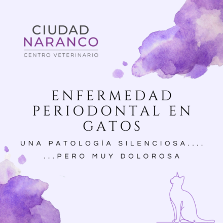 Ciudad Naranco Centro Veterinario. Enfermedad periodontal en gatos. Una patología silenciosa... pero muy dolorosa. Diseño acuarela púrpura con silueta de gato, destacado en nuestro Blog Veterinaria Oviedo.